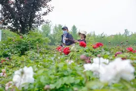 近七万株牡丹花开如海！金山这里的超美牡丹园，错过等一年图片