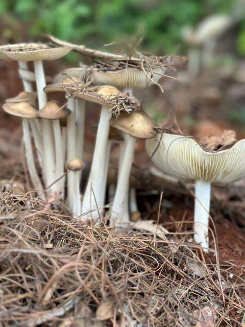 谁懂啊！大理这两个地方竟然四季有菌采