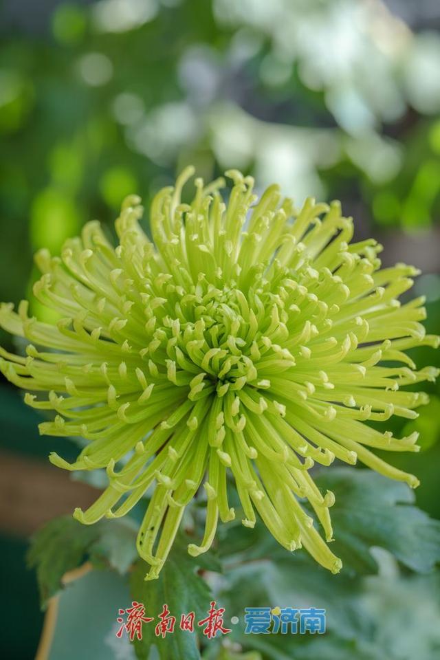 一年四季 泉在济南丨济南趵突泉菊展：初冬时节菊花争艳 满园锦绣引客来