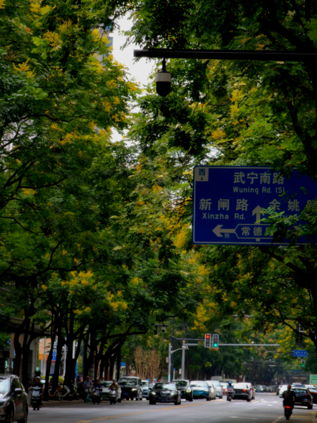 “江南百景图”走进现实！昌平路栾树下起秋日“黄金雨”↗