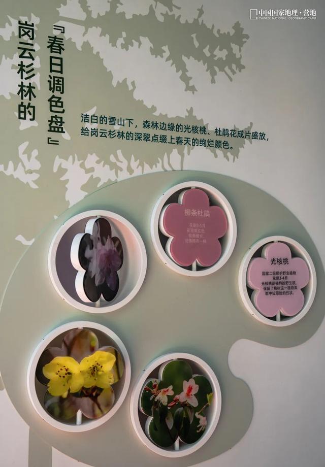 波密零碳自然驿站矩阵落成