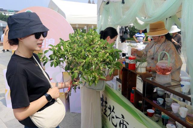 江苏苏州：“花漾苏州 桂香满城”桂花市集开市