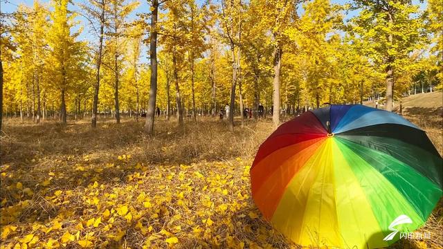 德州：黄河岸畔深秋色  一片金黄银杏林