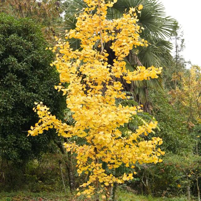 来宣恩矅天眼，看万山红遍，层林尽染！