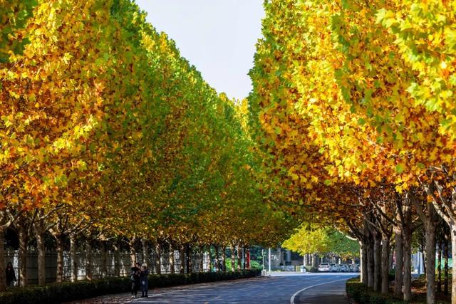 又是一年秋好处