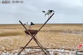 百余只东方白鹳飞回中国北疆“人工巢” 比往年早一周图片