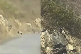 一家人激动得语无伦次  成都游客自驾大瓦山 偶遇野生大熊猫图片