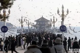 来栈桥，看人鸥共舞！图片