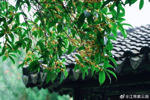 又甜又美！秦淮的秋天，让人欲罢不能！