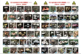 吃“野生菌”产生幻觉了？十大毒蘑菇识别方法，都错了图片