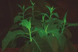 上海市农业科学院生物技术研究所宣布发光植物研究成功图片