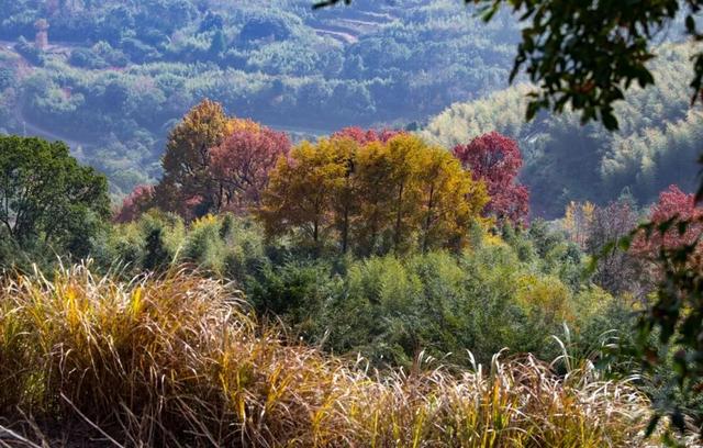 Hi走奉化② | 这条小众赏秋路线，藏有古树群“天花板”！