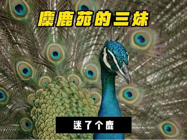 北京号最精彩｜焕新登场！首钢园服贸会5.0版场馆改造项目即将完工