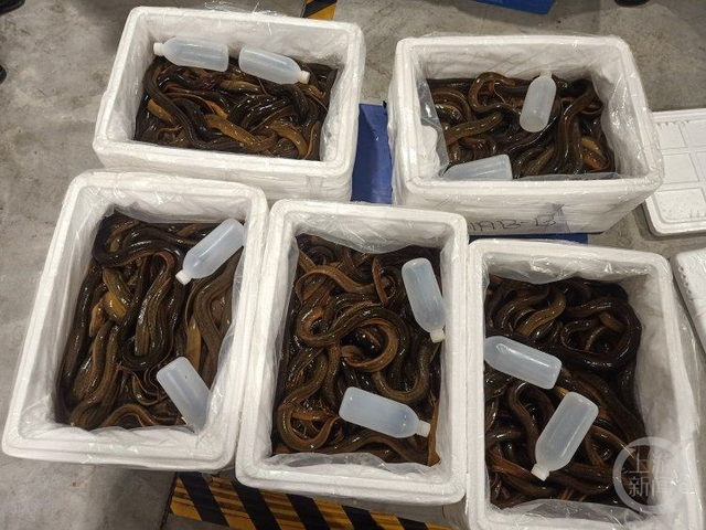 46.4吨鲜活黄鳝“打飞的”抵达重庆