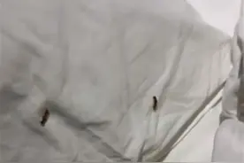 顾客投诉上海一酒店床上有虫子咬人，店方：没法确定来源图片