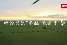 呼伦贝尔3000万亩草场进入打草季图片
