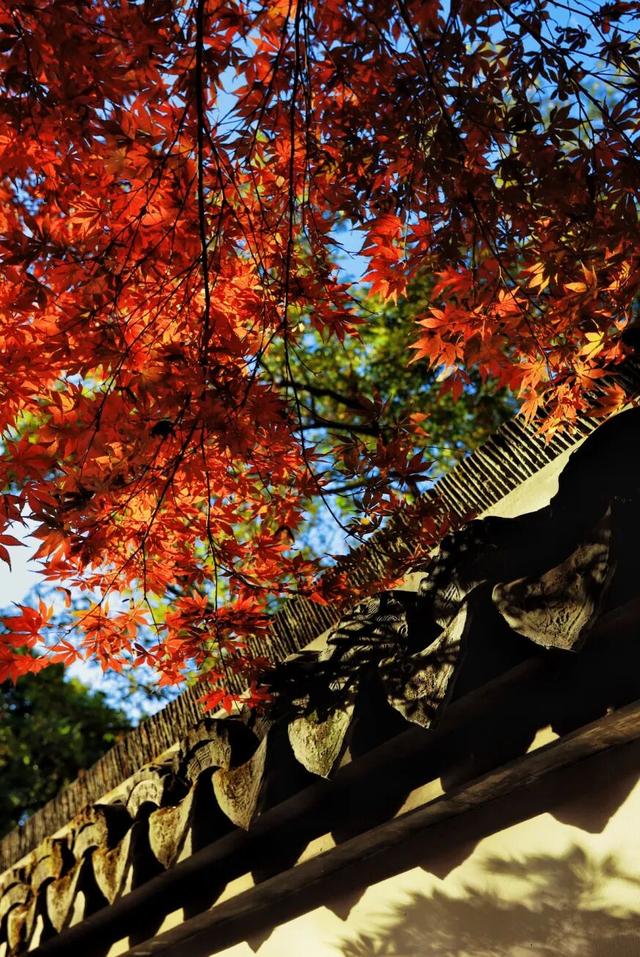 松江秋景开挂！5个宝藏地的红黄皮肤，限时上线！