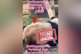 关于大熊猫“宝力”  这些说法都是谣言图片