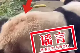 关于大熊猫“宝力”  这些说法都是谣言图片