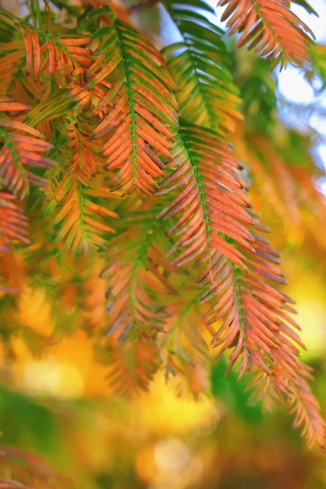 初冬限定！威海藏了片 “红杉秘境”，随手拍都是壁纸级美照