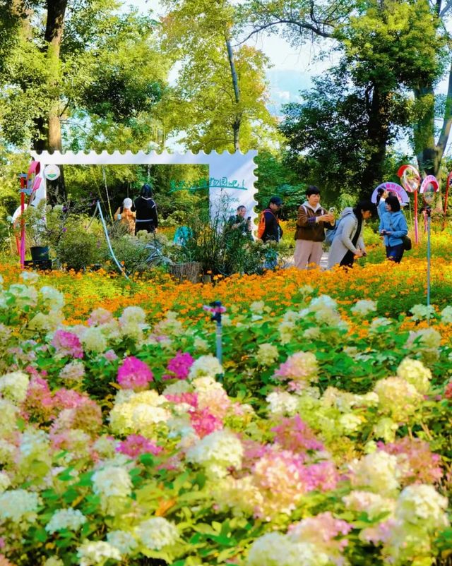 大降温后的秋日大片，来武汉植物园取景！这份小众胶片感机位请收好