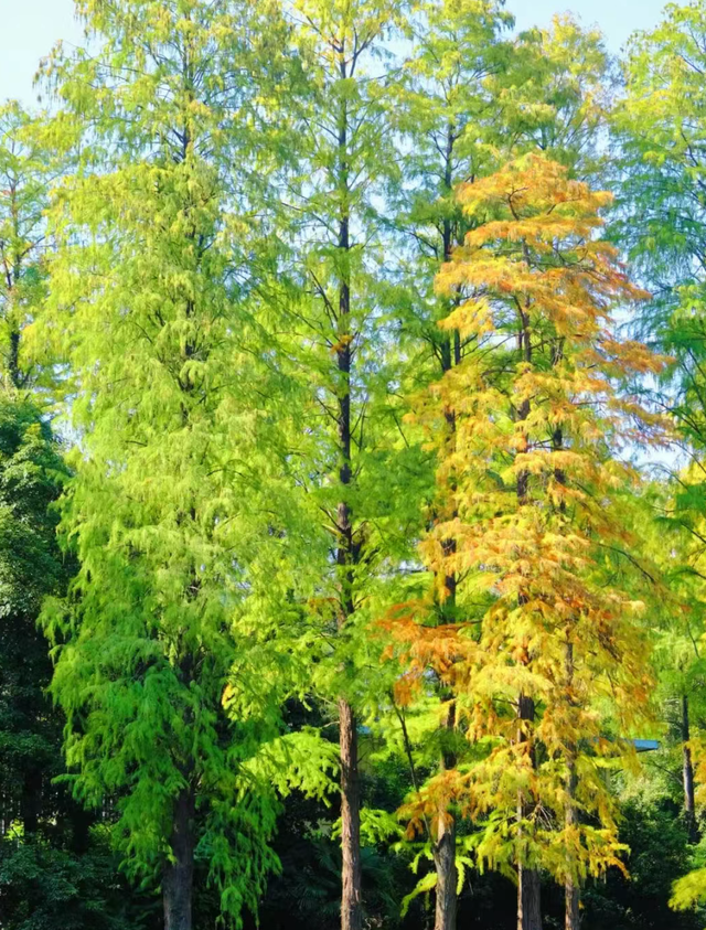 大降温后的秋日大片，来武汉植物园取景！这份小众胶片感机位请收好