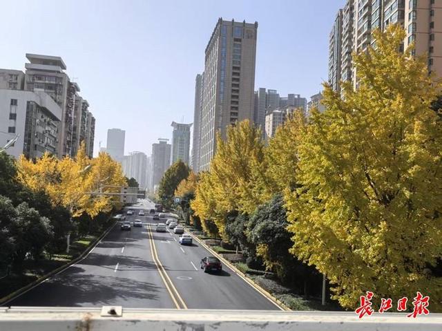 “天桥银杏”黄了！好多人来拍照