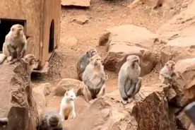 小猫被扔猴山遭虐待？昆明动物园：流浪猫放入猴山灭鼠，和谐相处已十年