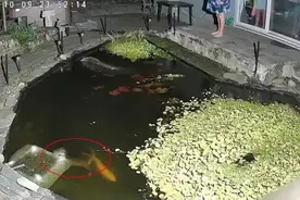 英国小镇水獭泛滥 夜间溜进居民家偷鱼图片