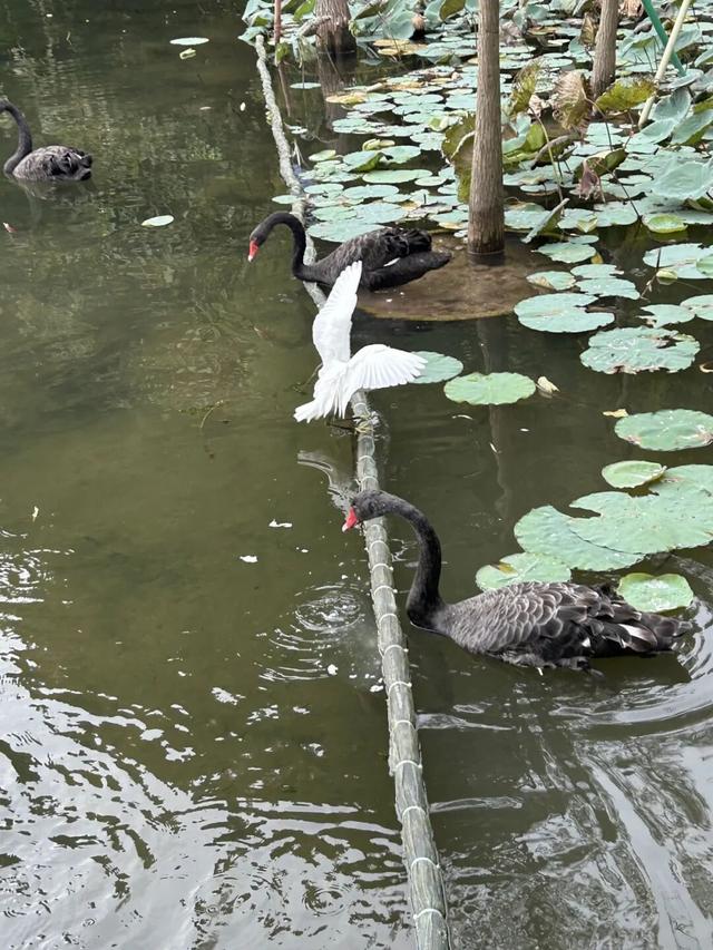 收藏这篇就够了！本地人私藏的广州逛吃指南