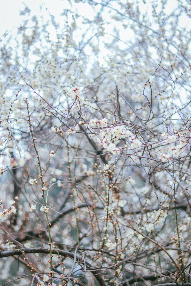 武汉植物园蜡梅盛放梅花初绽，赏花正当时