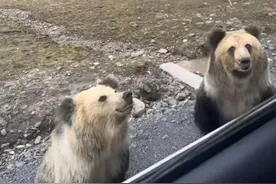 游客投喂野生棕熊遭猛扑抢食，当事人回应图片