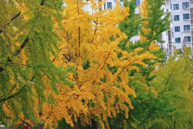 日照街道的这些地方！美极了！