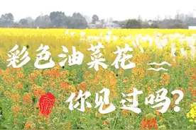 成都彩色油菜花引游客驻足参观：原来价值不仅是花色多彩｜科技有狠活图片