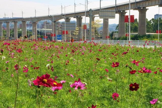 花海绘新卷 幸福满城路——洛江经九路与西环路沿线花海景观扮靓城市空间