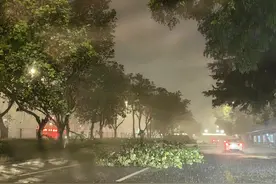 多图直击 | “苏拉来袭”龙岗区中心城多棵树木倒塌图片