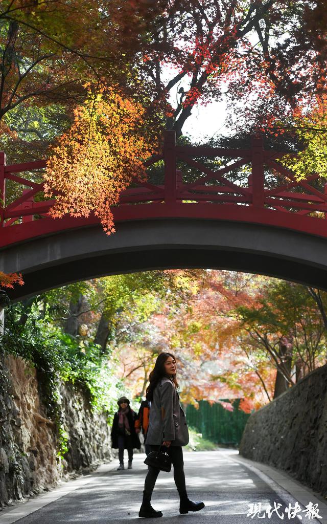 南京中山植物园红枫岗迎来最佳观赏期，色彩交响盛宴将持续至12月中旬