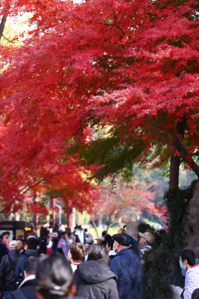 栖霞山人气爆棚，红叶超长待机！@友友们，错峰更有乐趣哦~