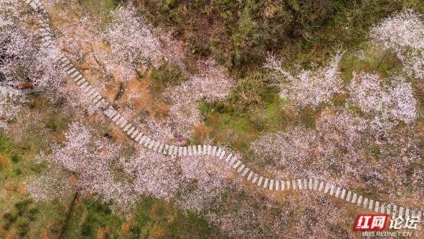 【赴春之约】春风拂过，漫山粉樱似雪翻涌