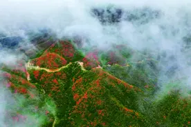 一声啼处满山红！杜鹃花“五一”将迎最佳观赏期图片