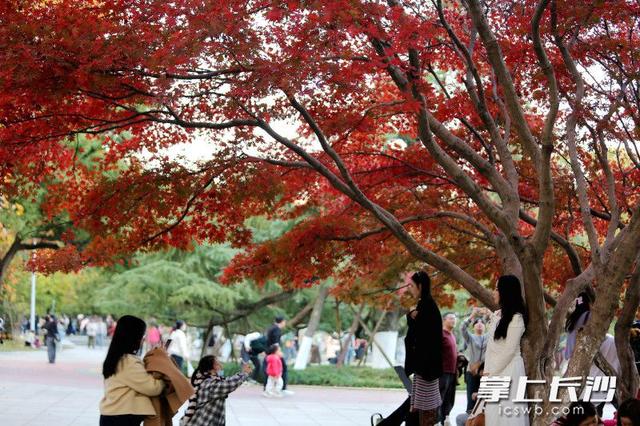 红枫如火 冬日亮色｜组图