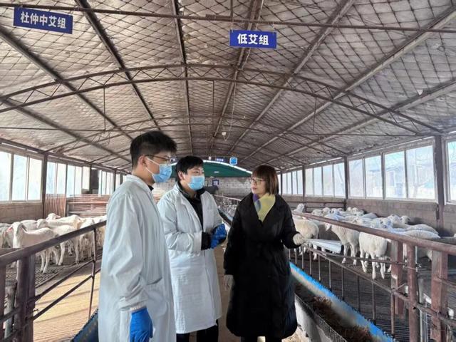 “装死	”小羊身价飙至30万，专家：“装死”非“演技”在线	，系因遗传缺陷，可以人工繁殖更多只