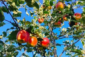 甘肃灵台：早熟苹果迎丰收 果农田间采摘忙图片