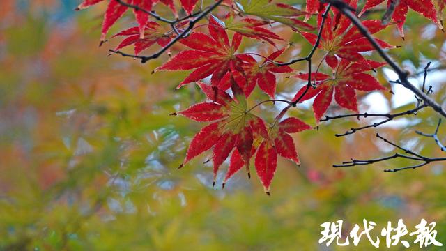 立冬遇秋浓，Citywalk解锁南京斑斓色