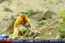 大熊猫的邻居是谁？盘点旗舰物种多样化保护之路→图片