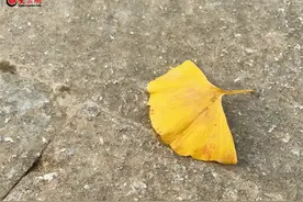 秋风扫落叶，一叶知深秋图片