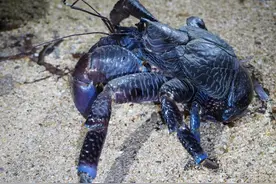 印度一洞穴现150年来首只濒危椰子蟹，或因被椰子和垃圾吸引图片