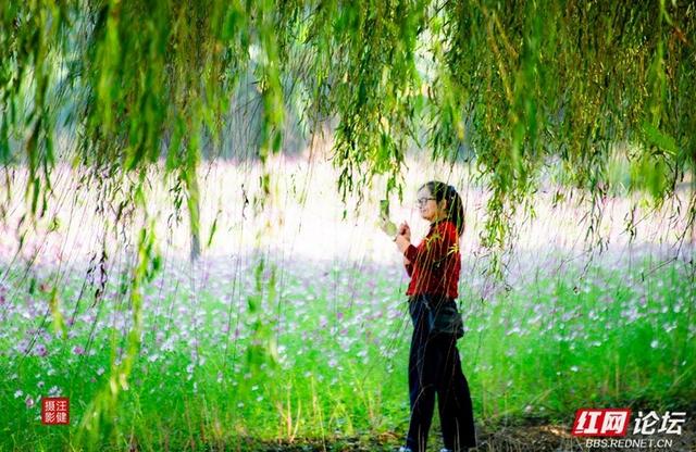 秋游时刻丨在安乡书院洲，被格桑花海和柳林清风彻底治愈了