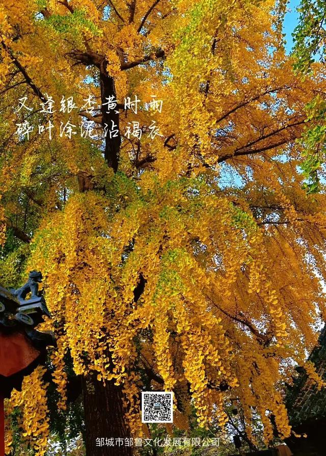 邹城这里刚拍到的......