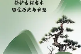 保护古树名木 留住历史与乡愁图片